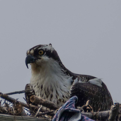 An eagle in a nest