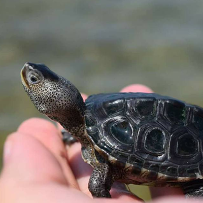 A person hold a baby turtle